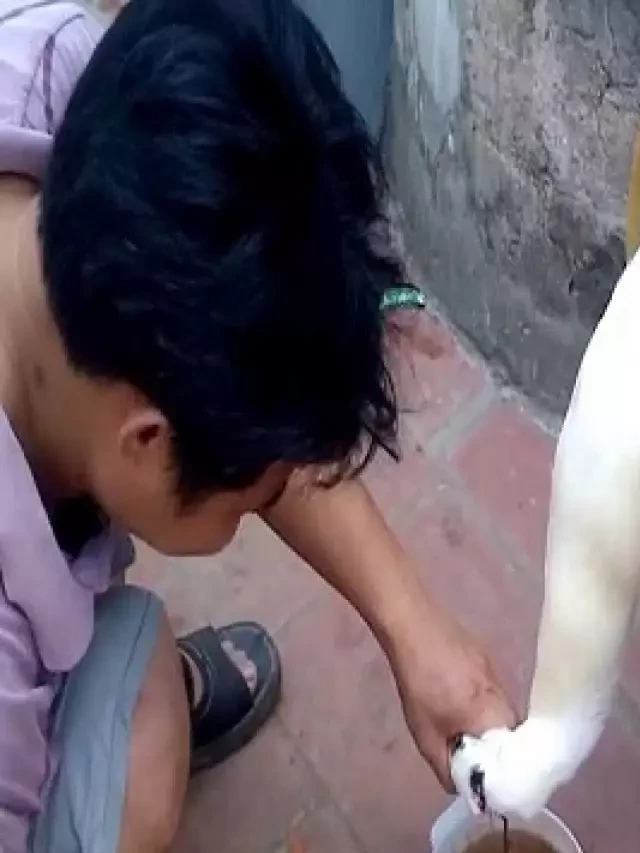   Học cách cắt tiết vịt không đông và công thức tiết cách vịt ngon nhất