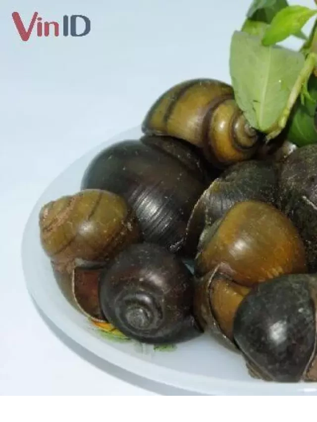   TOP 3 cách nấu lẩu ốc vị đậm đà, thơm ngon ngất ngây ngay tại nhà