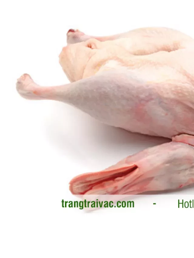   Cách làm thịt vịt trời, vặt lông vịt không bị lông măng