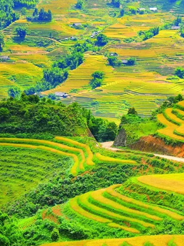   Top 6 ruộng bậc thang đẹp nhất Việt Nam