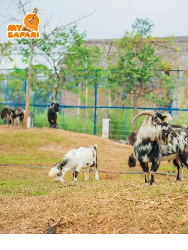   Vườn thú Mỹ Quỳnh – Mỹ Quỳnh Safari: Điểm đến hấp dẫn ở Long An
