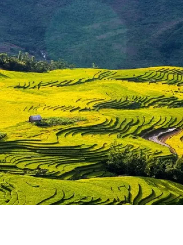   Tour Mù Cang Chải 2 ngày 1 đêm mùa lúa chín trọn gói chỉ từ 1490k