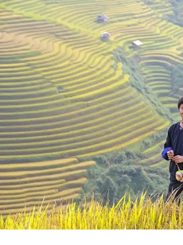   Tour Du lịch Mù Cang Chải: Khám phá vẻ đẹp lúa chín tại Yên Bái