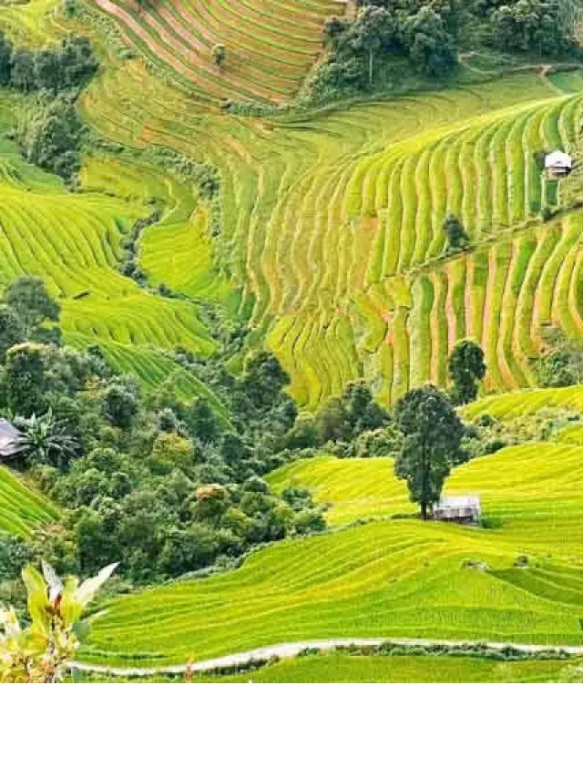   Tour Mù Cang Chải – Sapa – Fansipan 3 ngày 2 đêm 3.590K
