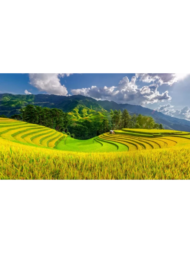   Kinh nghiệm đi Mù Cang Chải mùa lúa chín không thể bỏ lỡ