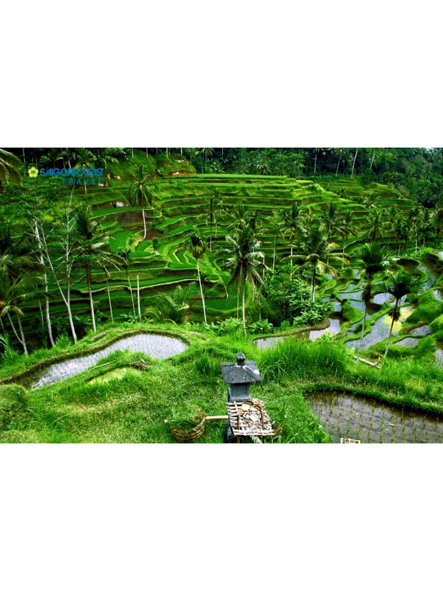   Du Lịch Indonesia: Khám phá Bali trong 3 ngày