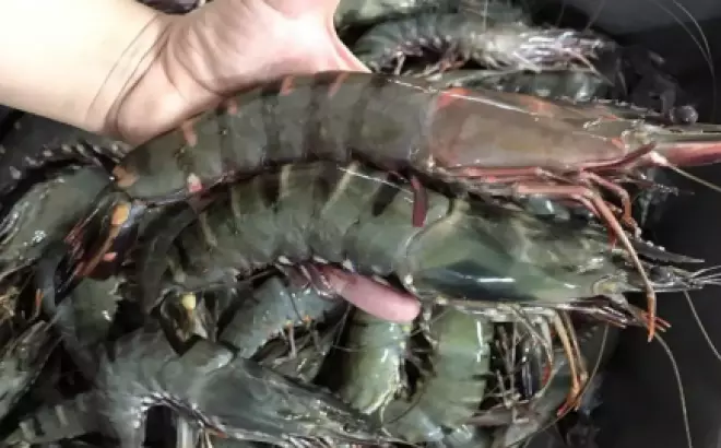 Học ngay 3 cách nấu lẩu hải sản thơm ngon dễ làm, chuẩn vị nhà hàng ngay tại gia đình