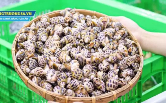 Ốc Hương: Hương vị thơm ngon độc đáo từ biển Thái Bình Dương và Ấn Độ Dương