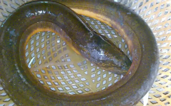 5 Phong cách nấu lẩu lươn tại nhà hấp dẫn không gì sánh kịp