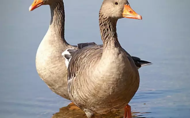 Kinh nghiệm luộc thịt vịt ngon, không bị hôi