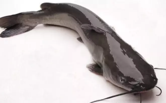 Bỏ túi công thức 2 món lẩu cá lăng ngon như nhà hàng chinh phục mọi thực khách